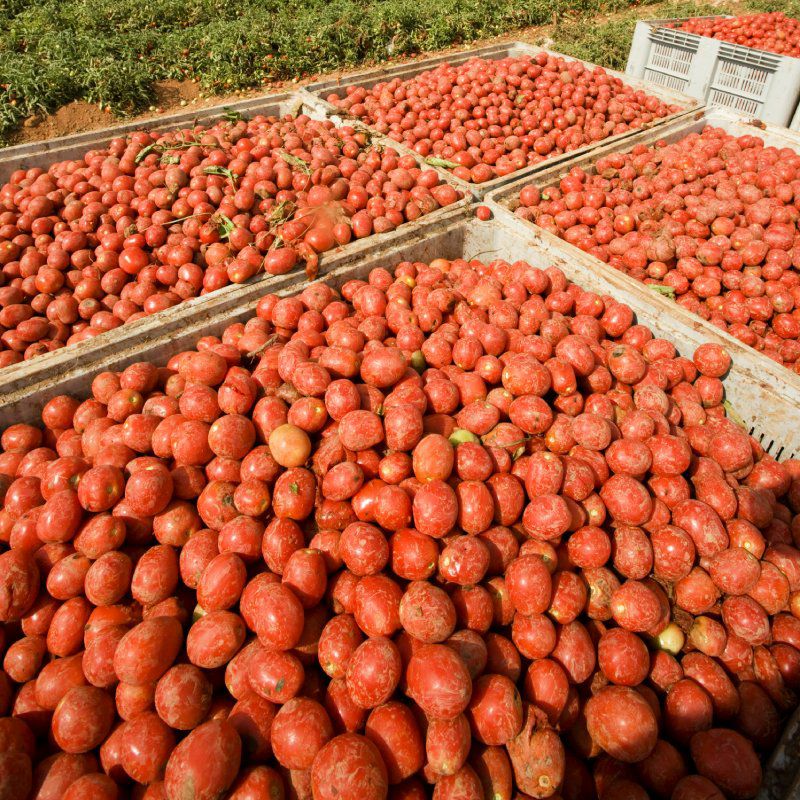 イダ　ガスパチョ（季節限定商品）画像3